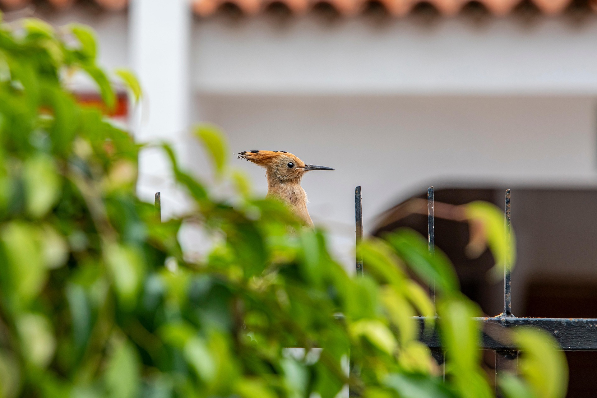 Eurasian hoopoe (Upupa epops)