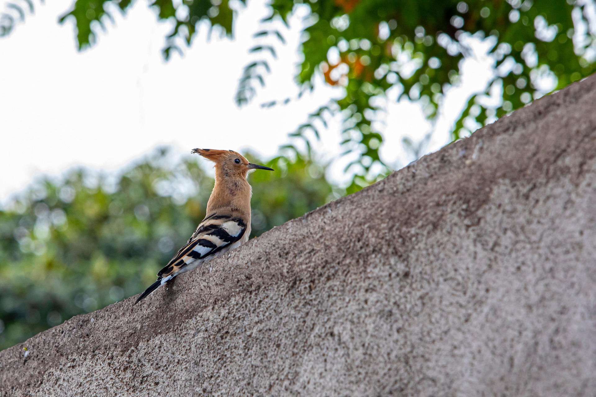 Eurasian hoopoe (Upupa epops)