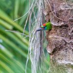 Red-throated Barbet (Megalaima mystacophanos)