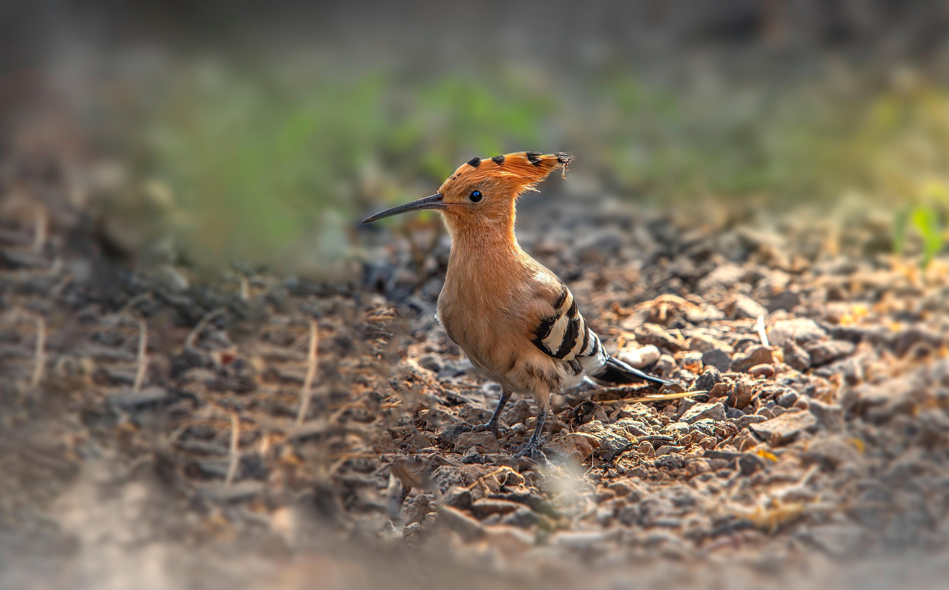 Eurasian hoopoe (Upupa epops)