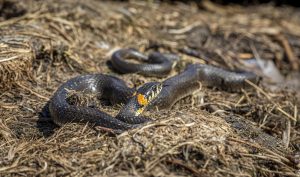 Grass snake (Natrix natrix)