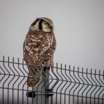 Northern Hawk-owl (Surnia ulula)