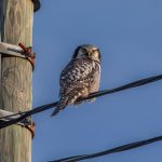 Northern Hawk-owl (Surnia ulula)