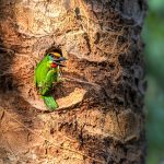 Red-throated Barbet (Megalaima mystacophanos)