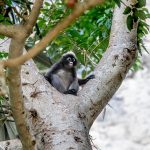 Dusky leaf monkey (Trachypithecus obscurus)