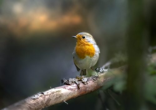 European robin (Erithacus rubecula)