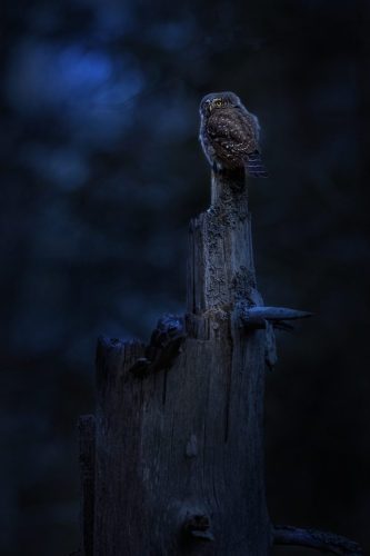 Eurasian pygmy owl (Glaucidium passerinum)