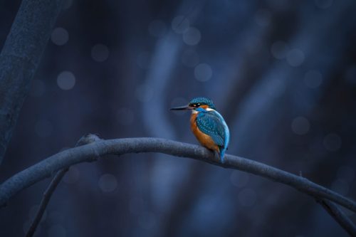Common kingfisher (Alcedo atthis)