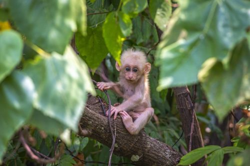 Stump-tailed Macaque (Macaca arctoides)