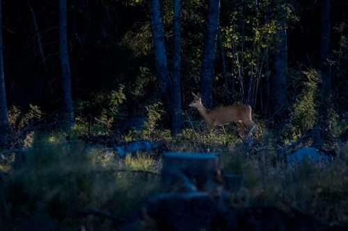 European roe deer (Capreolus capreolus)