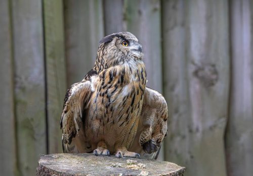 Eurasian eagle-owl (Bubo bubo)