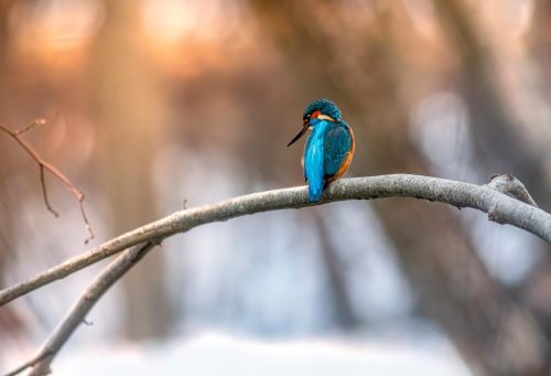Common kingfisher (Alcedo atthis)