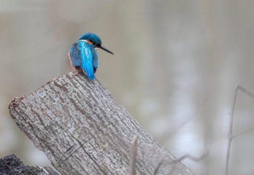 Common kingfisher (Alcedo atthis)
