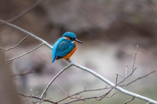 Common kingfisher (Alcedo atthis)