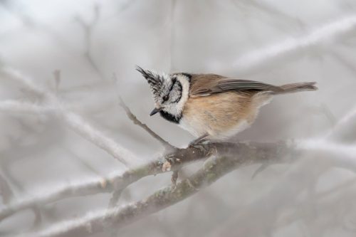 European crested tit (Lophophanes cristatus)