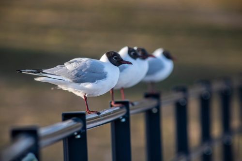 Black-headed gull (Larus ridibundus)