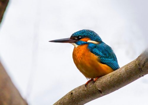 Common kingfisher (Alcedo atthis)