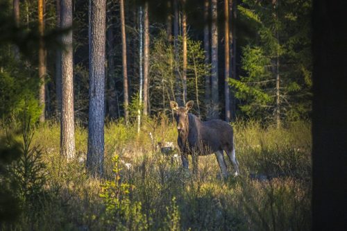 Elk, Moose ( Alces alces )