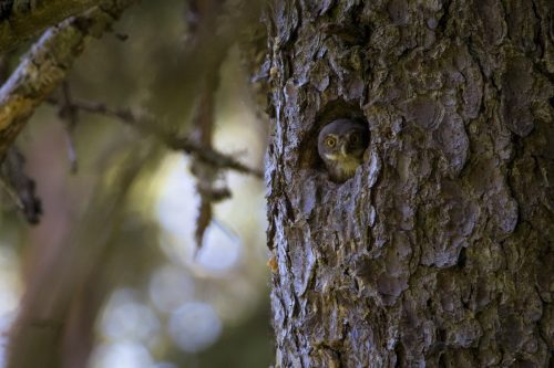 Eurasian pygmy owl (Glaucidium passerinum)
