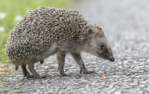European hedgehog (Erinaceus europaeus)