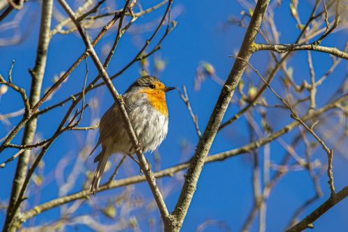 European robin (Erithacus rubecula)