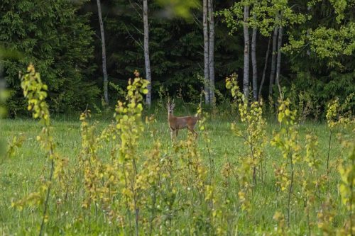 European roe deer (Capreolus capreolus)