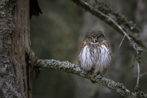 Eurasian pygmy owl (Glaucidium passerinum)