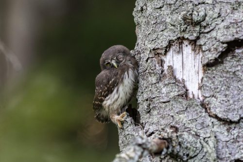 Eurasian pygmy owl (Glaucidium passerinum)