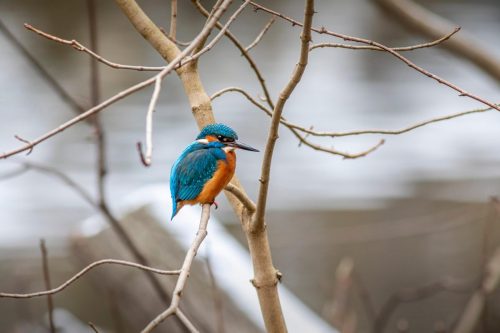 Common kingfisher (Alcedo atthis)
