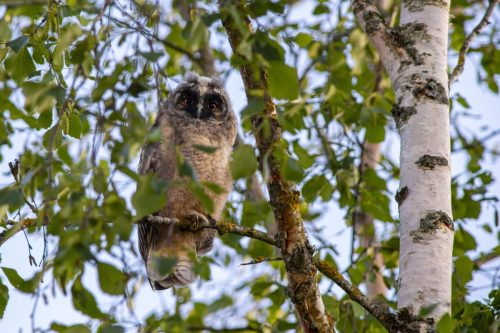 Long-eared Owl (Asio otus)