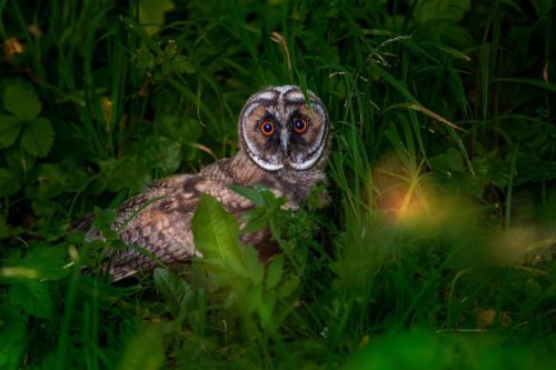 Long-eared Owl (Asio otus)