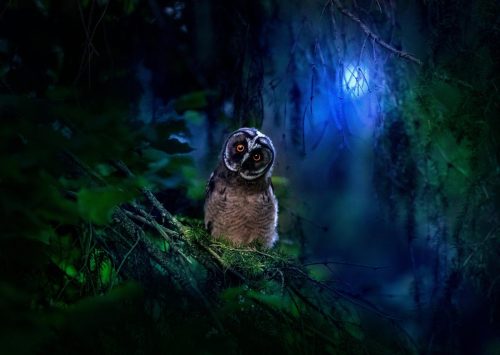 Long-eared Owl (Asio otus)