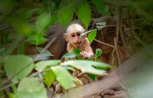 Stump-tailed Macaque (Macaca arctoides)
