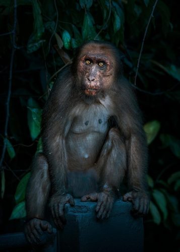 Stump-tailed Macaque (Macaca arctoides)