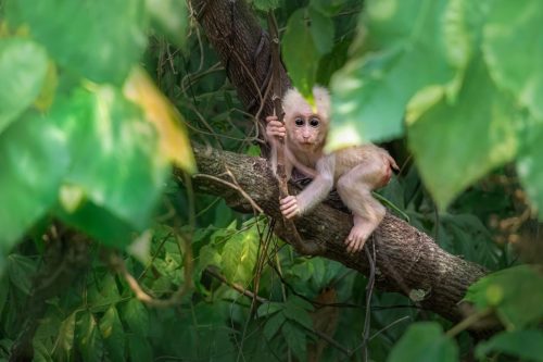 Stump-tailed Macaque (Macaca arctoides)