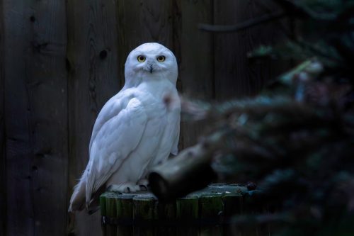 Snowy owl (Bubo scandiacus)