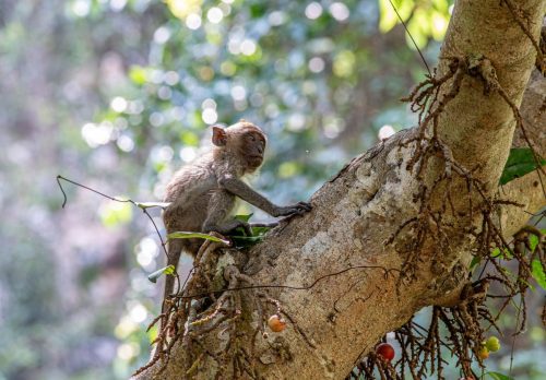 Crab-eating macaque (Macaca fascicularis)