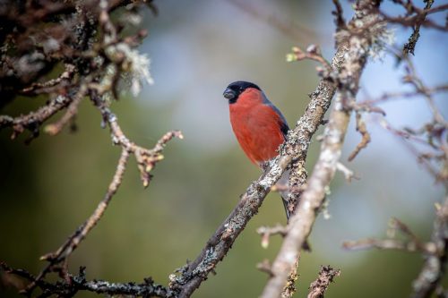 Eurasian bullfinch (Pyrrhula pyrrhula)