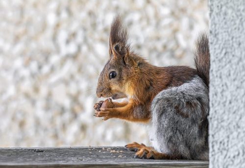 Red squirrel (Sciurus vulgaris)