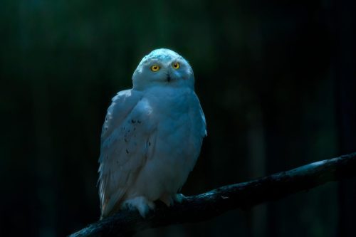 Snowy owl (Bubo scandiacus)