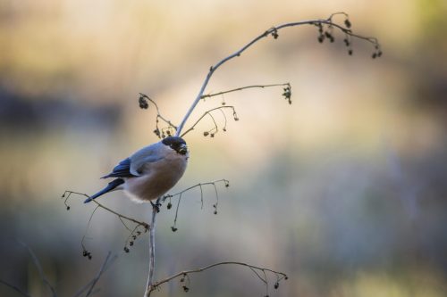 Eurasian bullfinch (Pyrrhula pyrrhula)