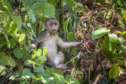 Stump-tailed Macaque (Macaca arctoides)