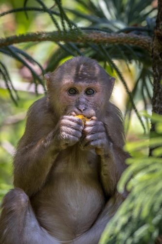 Stump-tailed Macaque (Macaca arctoides)