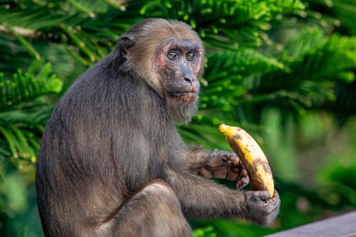 Stump-tailed Macaque (Macaca arctoides)