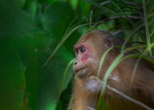 Stump-tailed Macaque (Macaca arctoides)