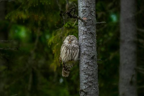 Ural owl (Strix uralensis)