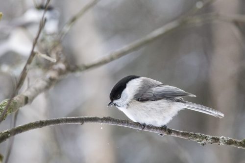 Willow Tit (Poecile montanus)