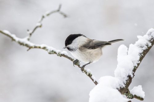 Willow Tit (Poecile montanus)